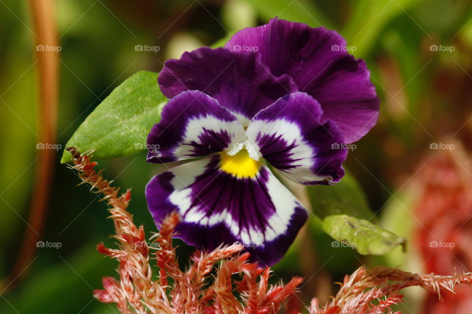 Purple pansy flower