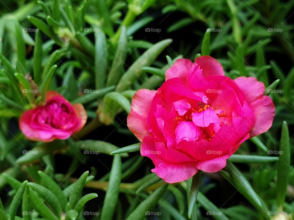 the Portulaca Grandiflora