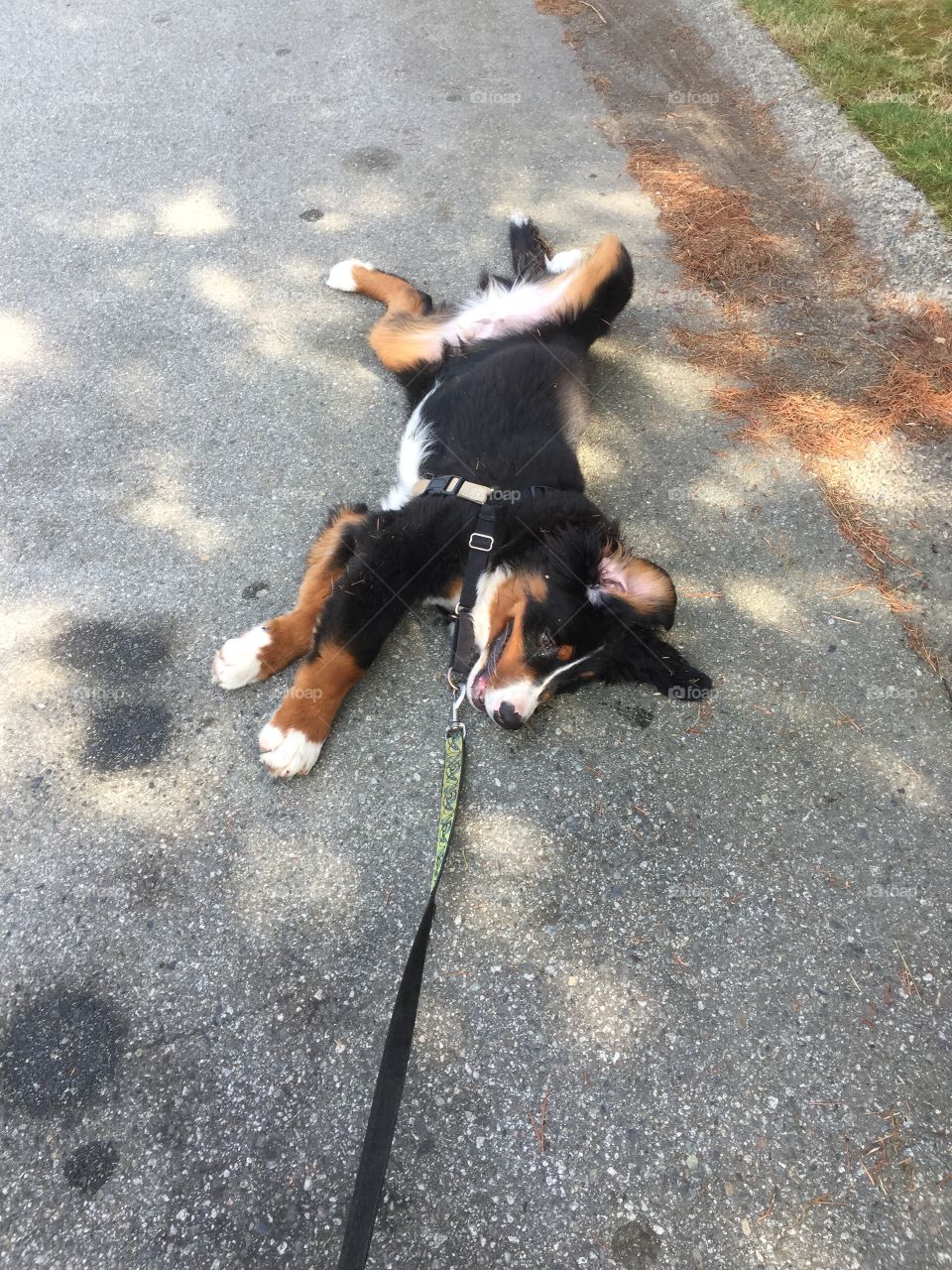 Bernese mountain dog puppy refusing to walk
