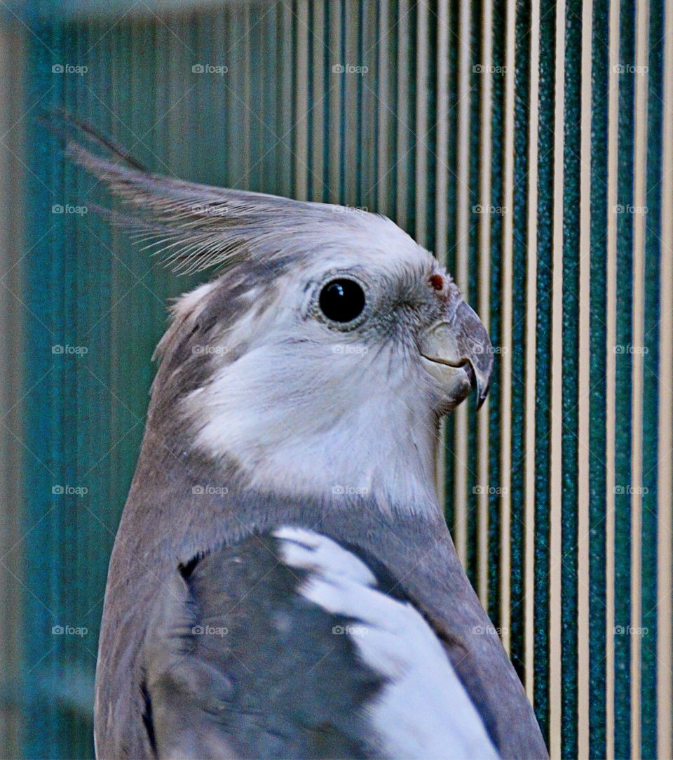 Bird in a cage 