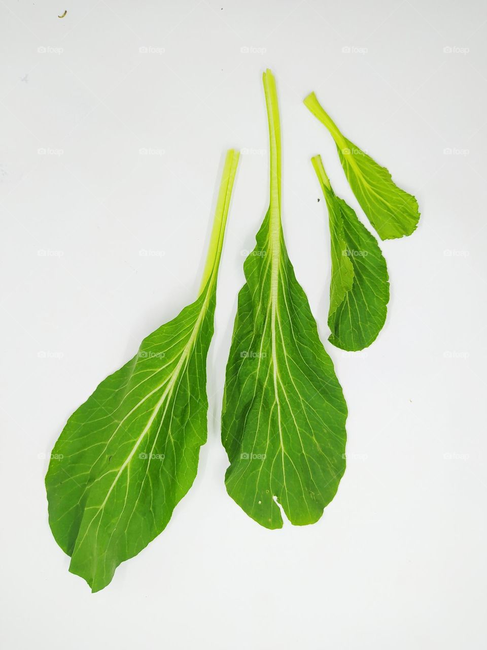 Four fresh green mustard leaves isolated on white background