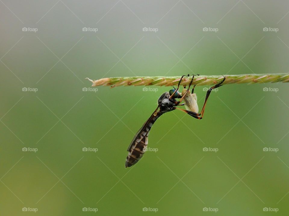 Leptogaster with prey