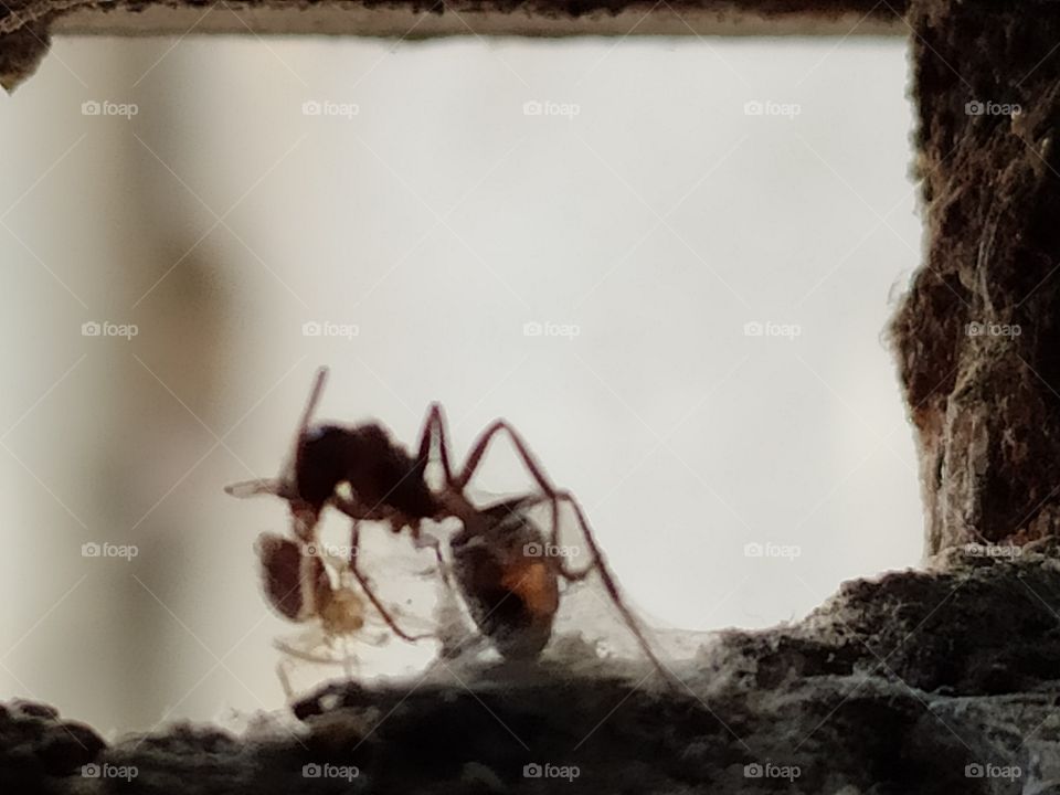 Ant & spider