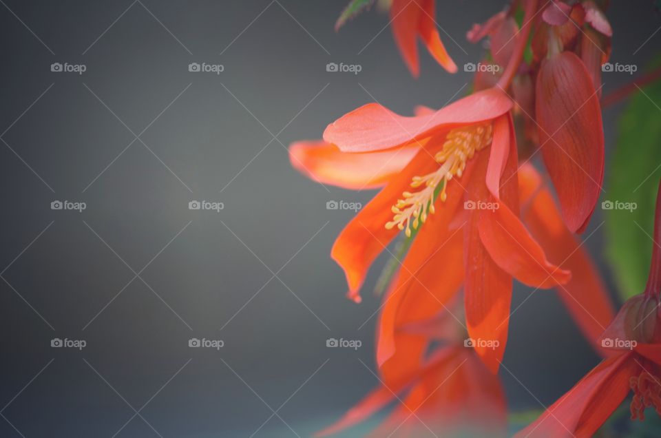 Close-up of a flower