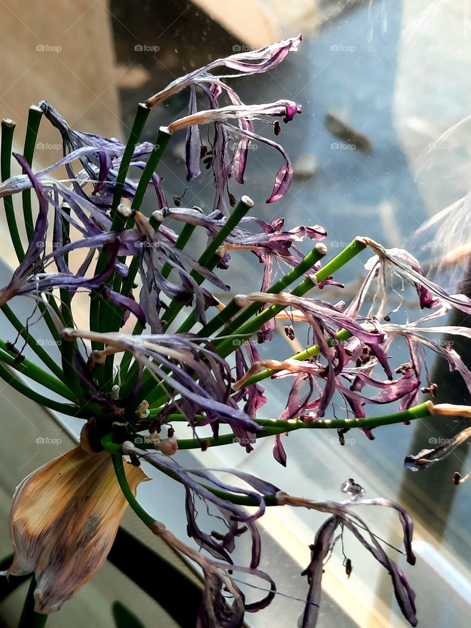 end of blooming of a blue agapanthus on the windowsill