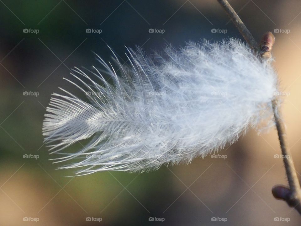 the wonders of the evening sun