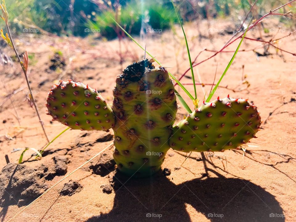 Little cactus in the hot desert sun