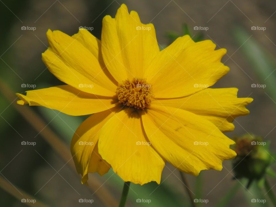 yellow flower
