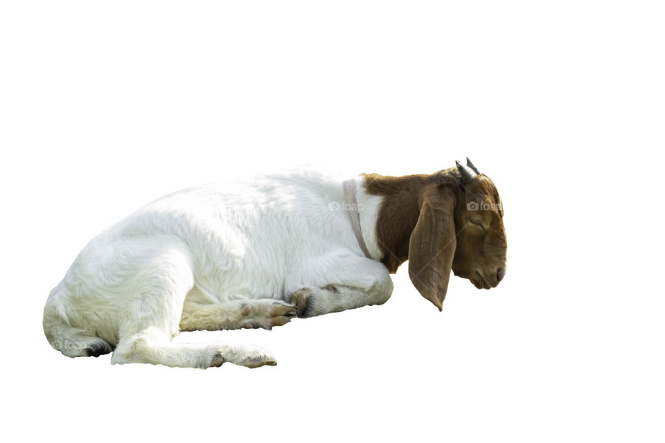 Isolated Goats are sleeping on a white background with clipping path.