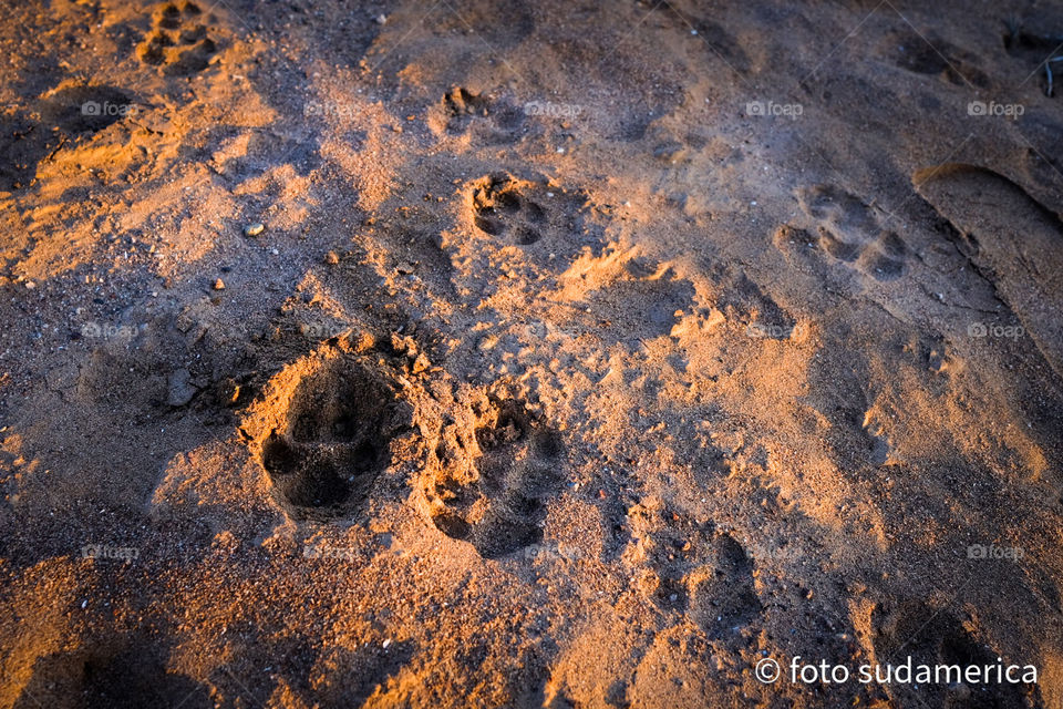 huella de perro sobre la arena