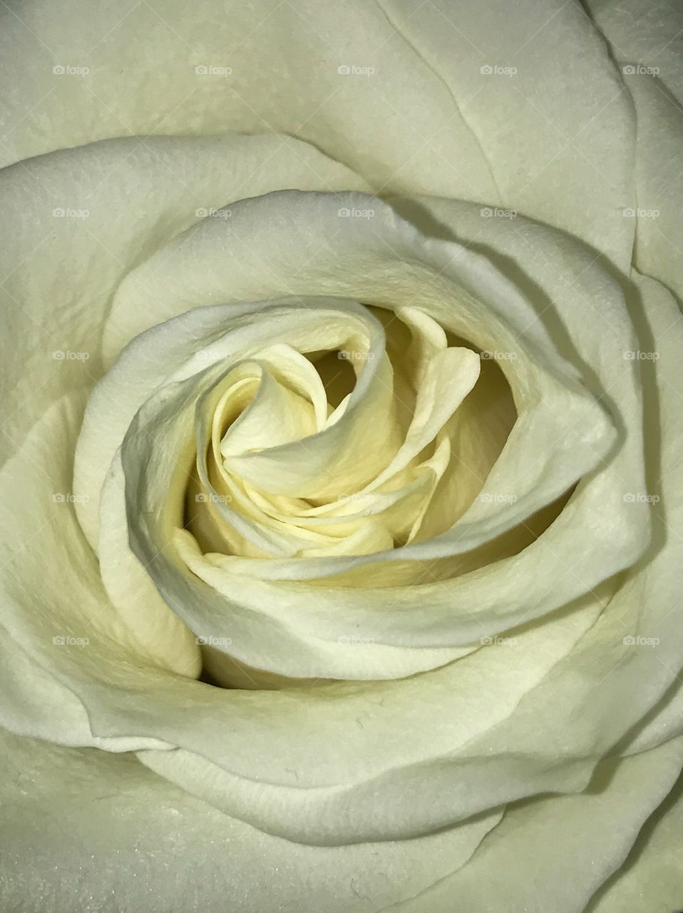 White Rose 