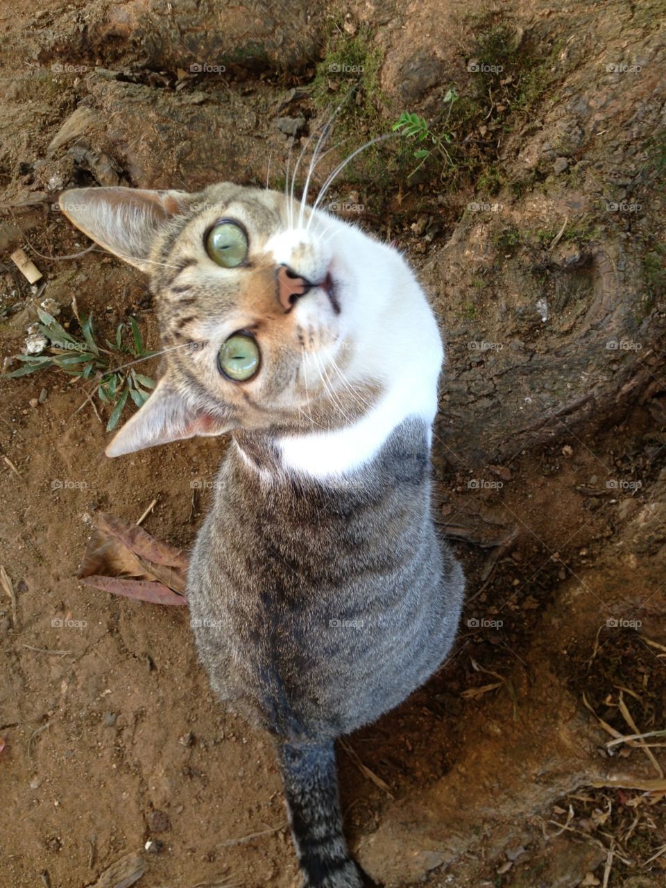 "What do you want, human?"