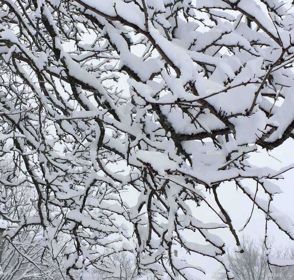 Branches covered in snow.