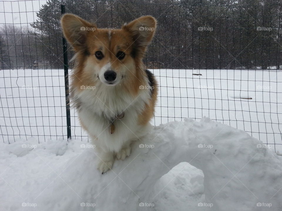 corgi on igloo