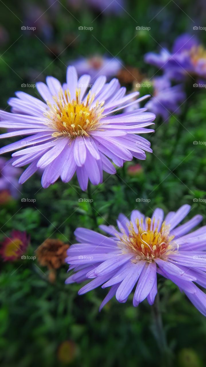 Lilac flowers on the summer picture