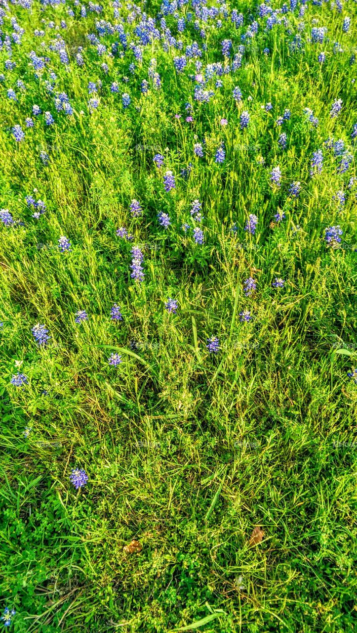 Bluebonnets in Brenham.