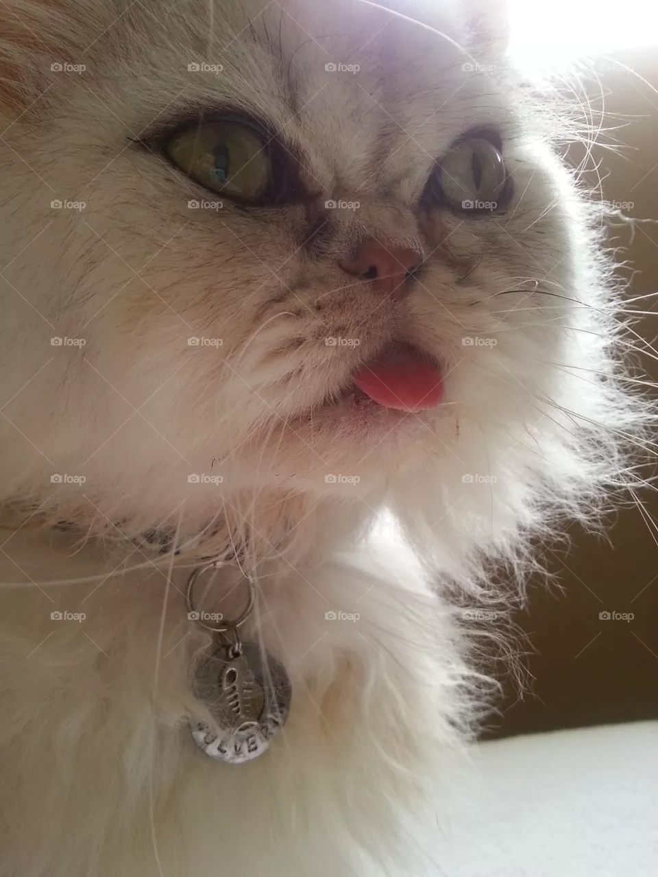 whiskers