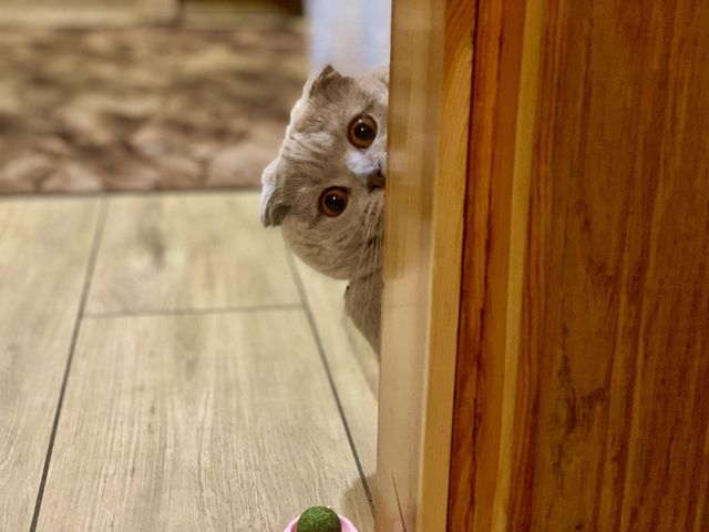 interesting cat
