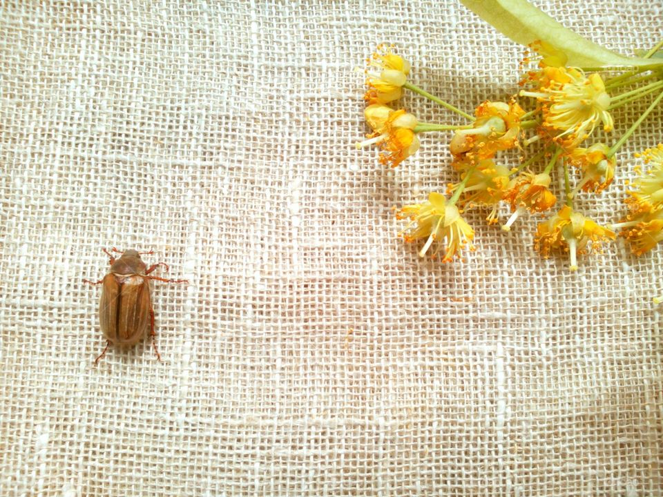 Desktop, Closeup, Insect, Nature, Color