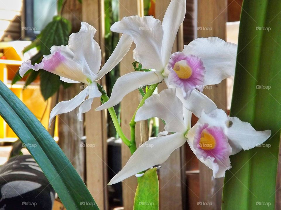Orchid Cattleya flowers