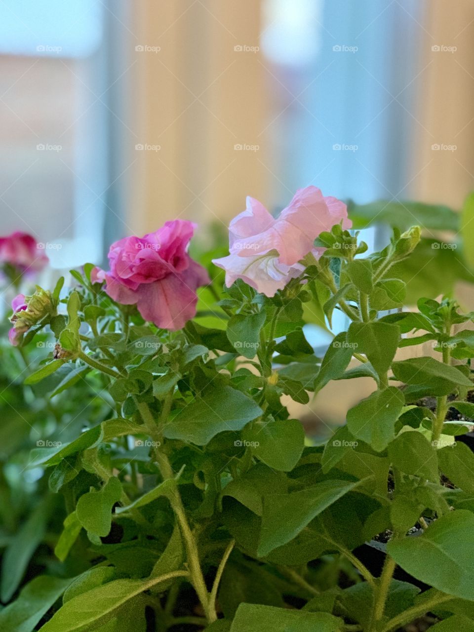 petunias on the window