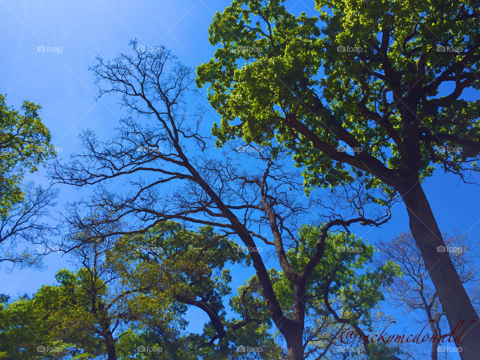 spring trees and blue sky