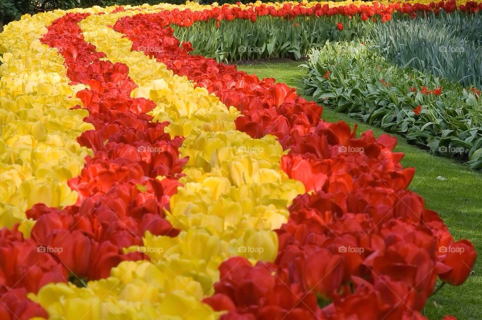 Tulips in Keukenhof