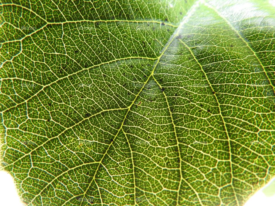 Leaf macro close-up with green details seen through it during daylight.