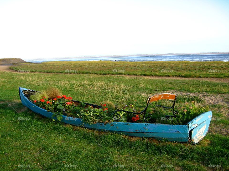 Flower plants on abandoned boat near lake