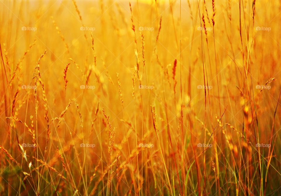 Give Me Light - The vast, golden Wheat fields, often called the staff of life glisten as the radiant light penetrates the shafts of wheat