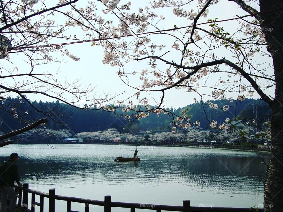 Sakura blossoms in Togane. This lake close to the village Togane is beautiful when the Sakura are blossoming 
