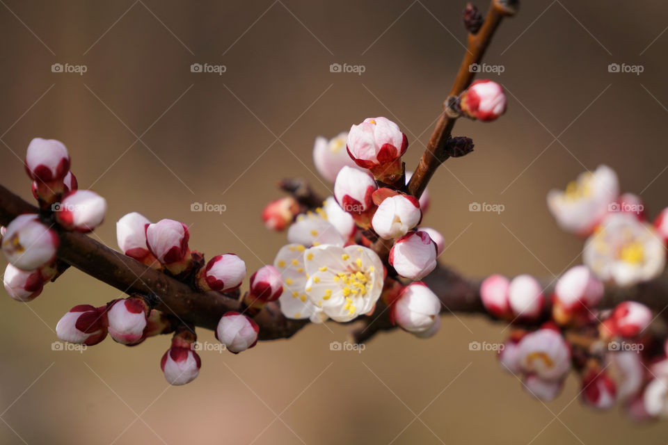 Flower, Nature, Branch, Tree, No Person