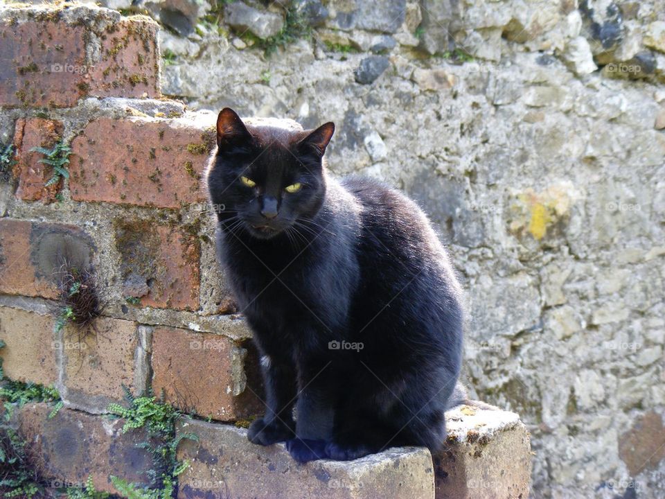 Black cat on a wall