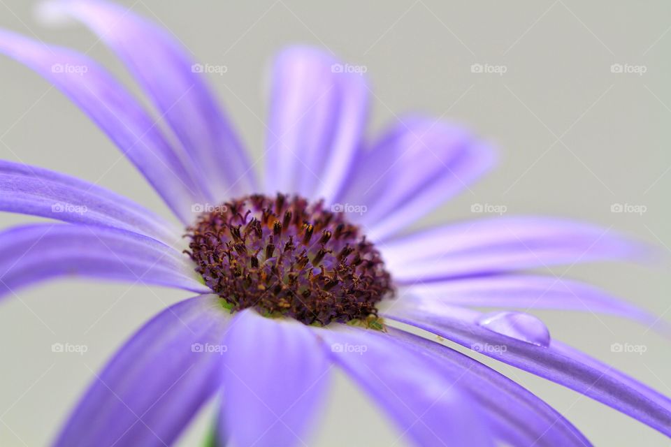 Purple Flower. A water droplet resting on the petal of a delicate purple flower.