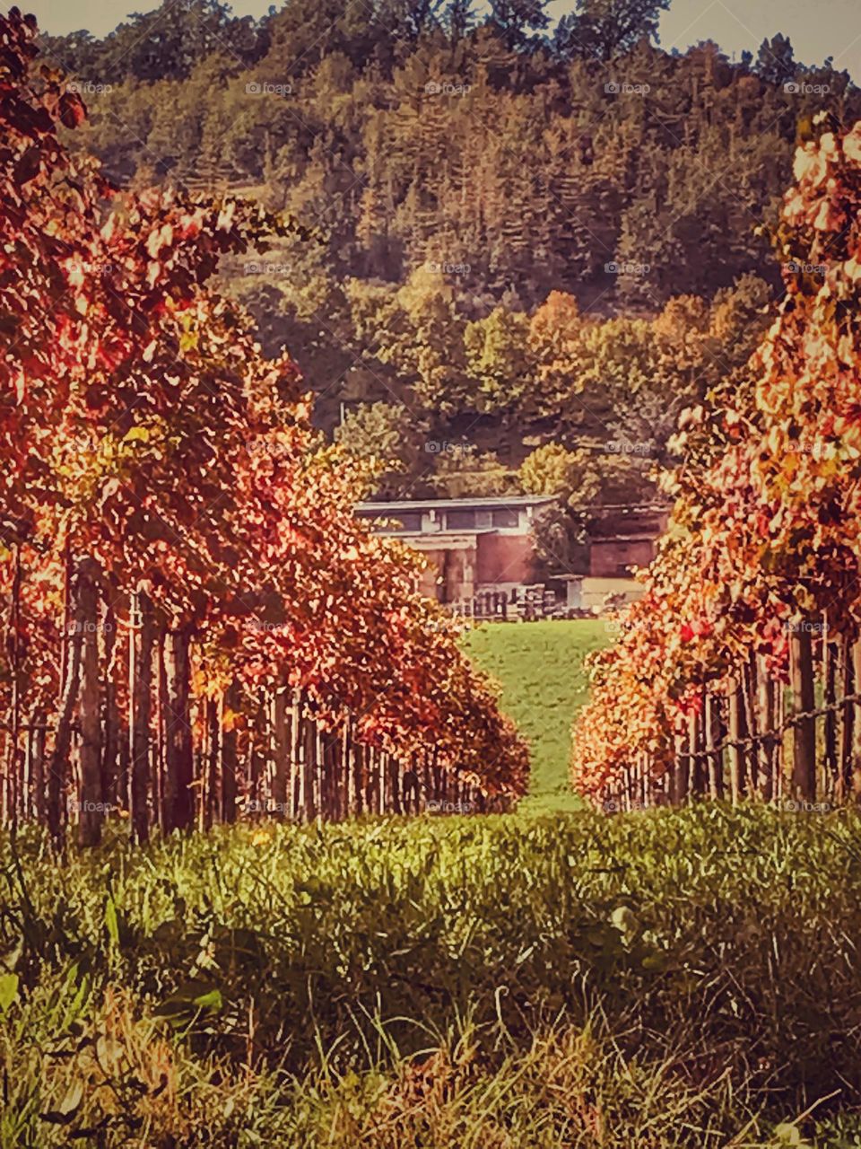 Autumn colors an Vineyard 