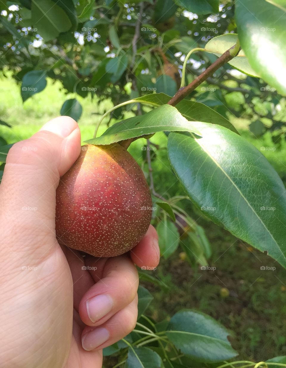 Pear picking