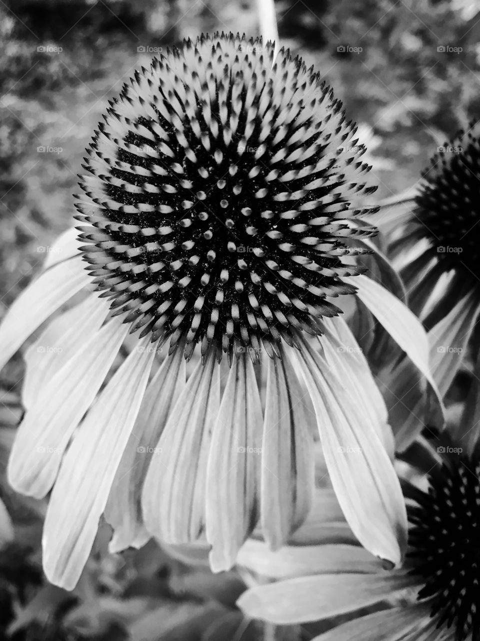 Coneflower black and white