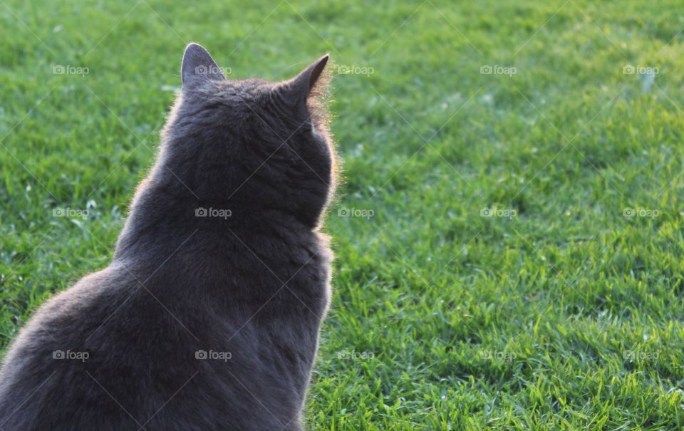 Grey cat backside