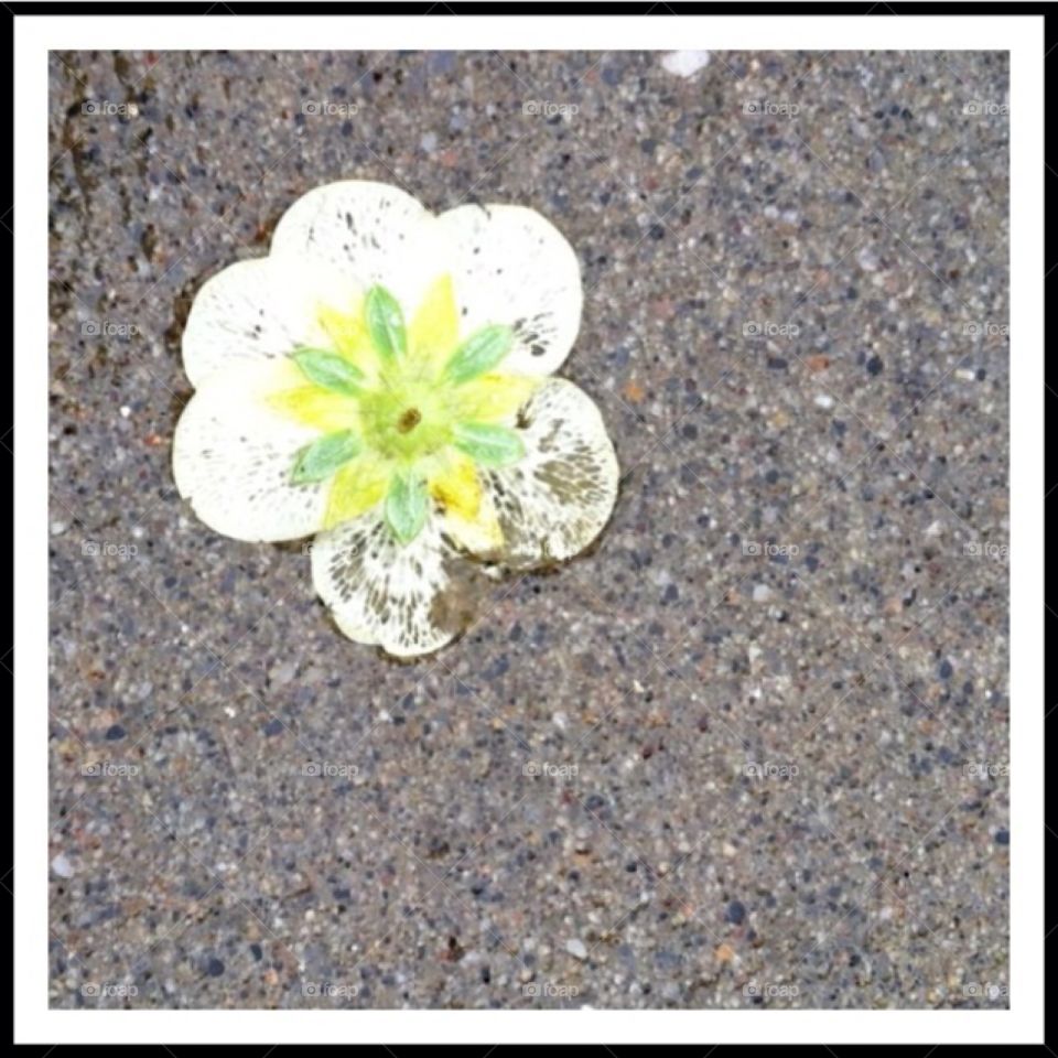 Flower in the sand
