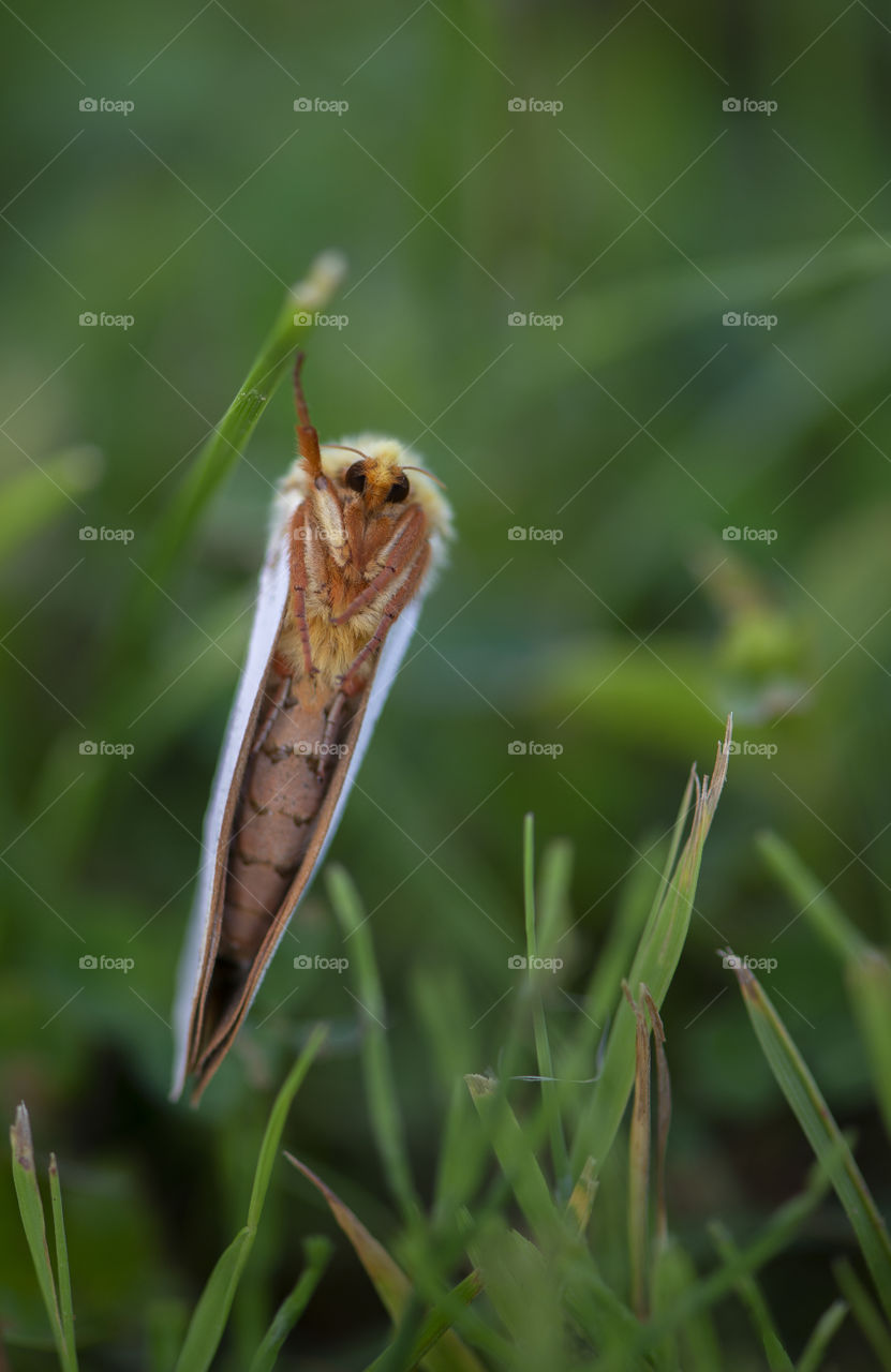 Close-up of insect hanging on green grass
