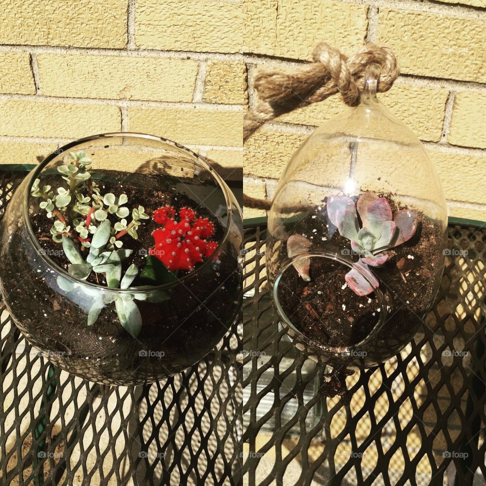 Succulent . This is my current project; to raise succulents. Thought they were beautiful and had to get a Picture of them 