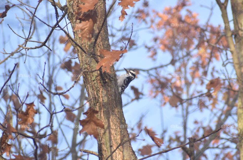 A woodpecker on a cool fall morning