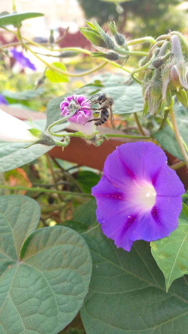 little bee