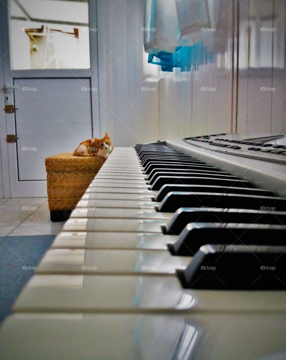 Kitten and piano, Athens