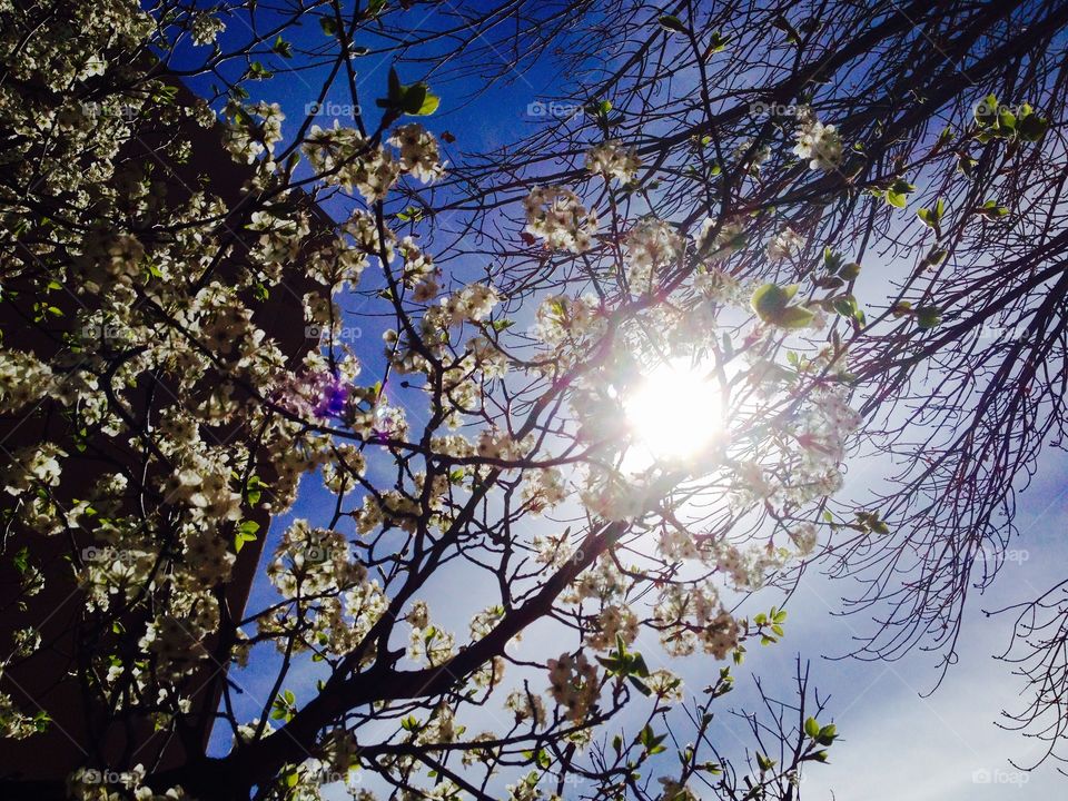 Spring tree. Springtime tree glancing thru the sun