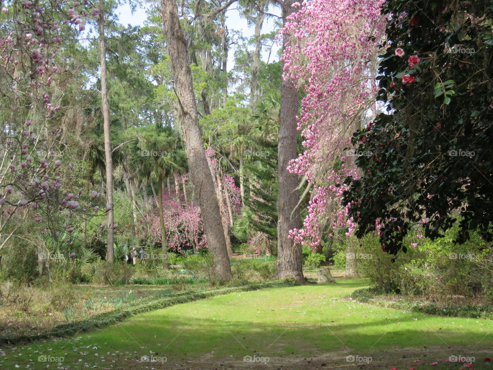 Japanese Magnolias in bloom