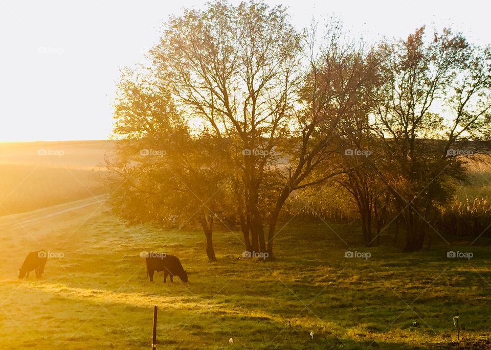 Golden sunlight streams across a pasture in autumn, where two steers peacefully graze