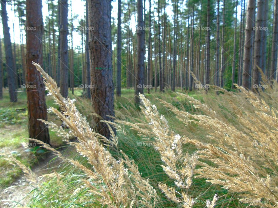 Beautiful forest view through Rough small-reed (Calamagrostis arundinacea)