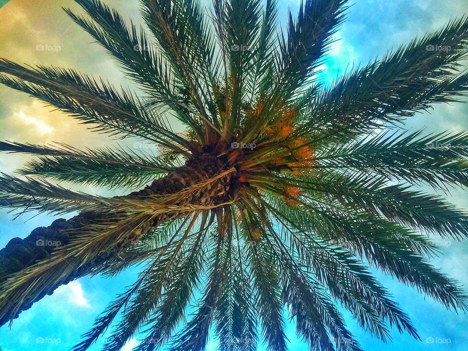 Palm trees