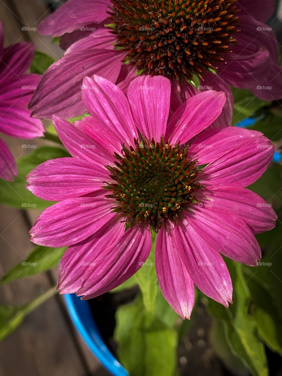 Summer blooms